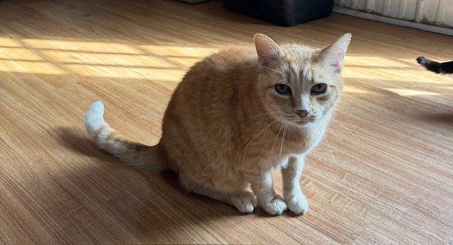 Mountain Boy — thumbnail 3