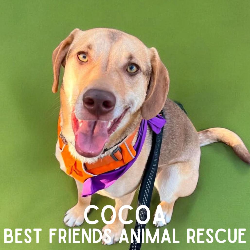 Cocoa, Adoptable, Young Male Labrador Retriever.