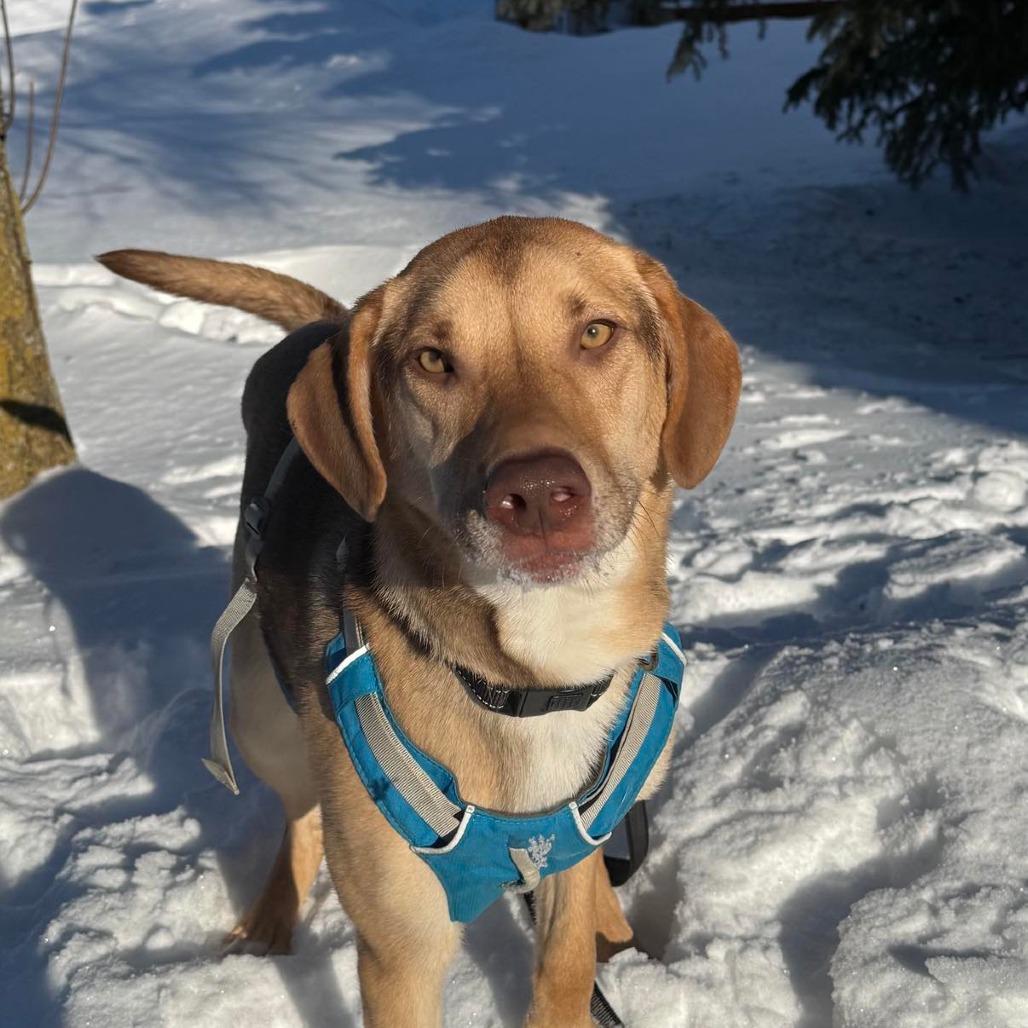 Enlarge Cocoa, a Adoptable Labrador Retriever in Wasilla, AK image 1/6