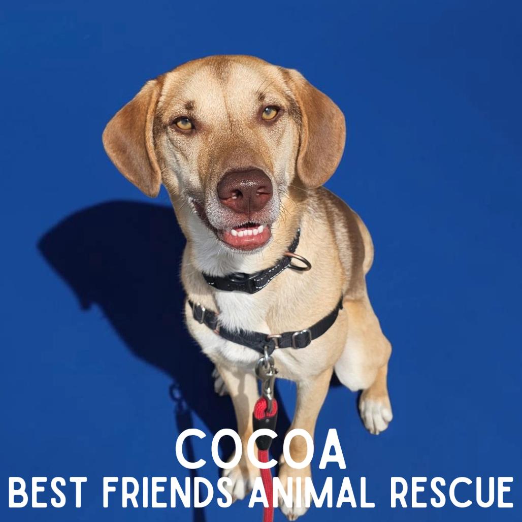 Cocoa, a Adoptable Labrador Retriever in Wasilla, AK image 2/6