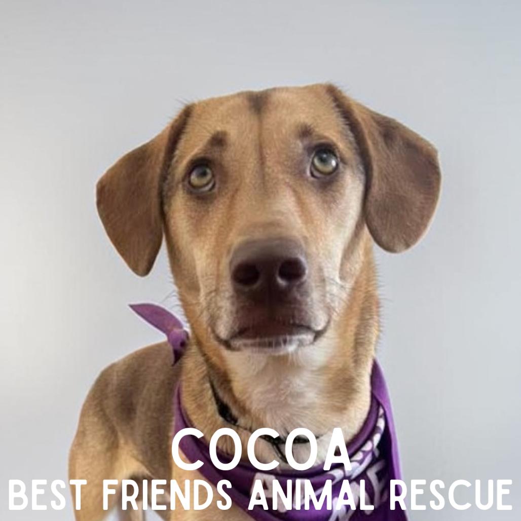 Enlarge Cocoa, a Adoptable Labrador Retriever in Wasilla, AK image 2/6