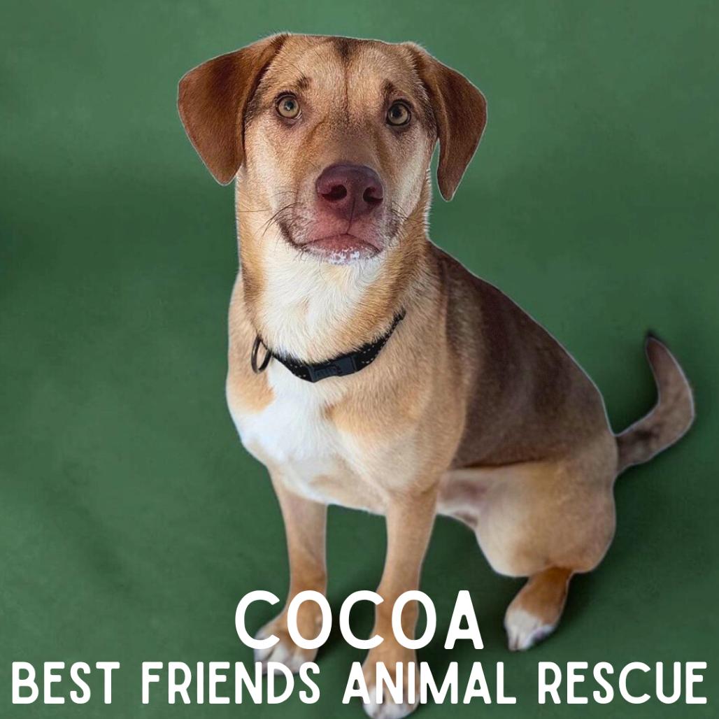 Enlarge Cocoa, a Adoptable Labrador Retriever in Wasilla, AK image 2/6