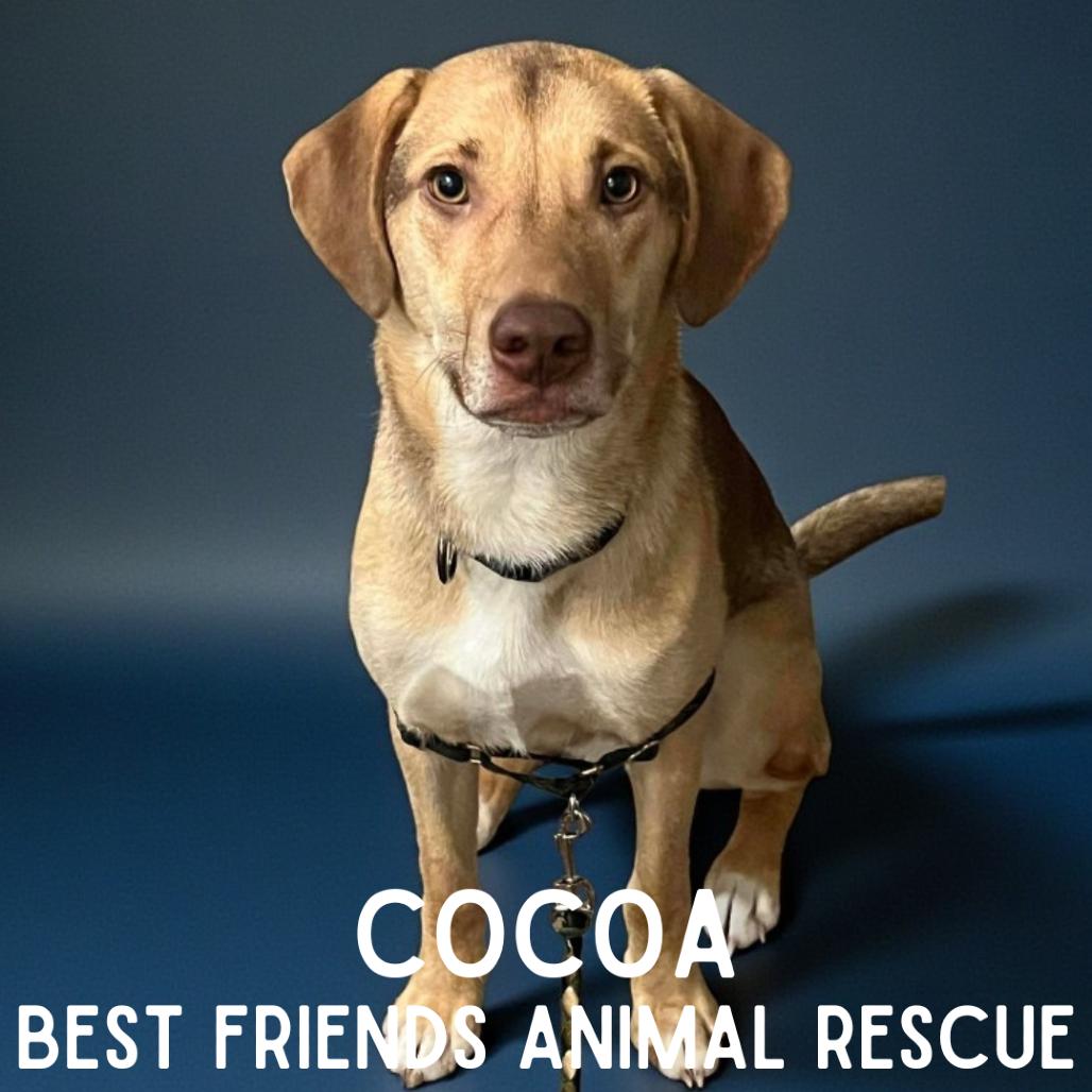 Cocoa, Adoptable, Young Male Labrador Retriever.