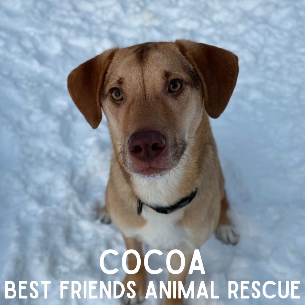 Enlarge Cocoa, a Adoptable Labrador Retriever in Wasilla, AK image 2/3