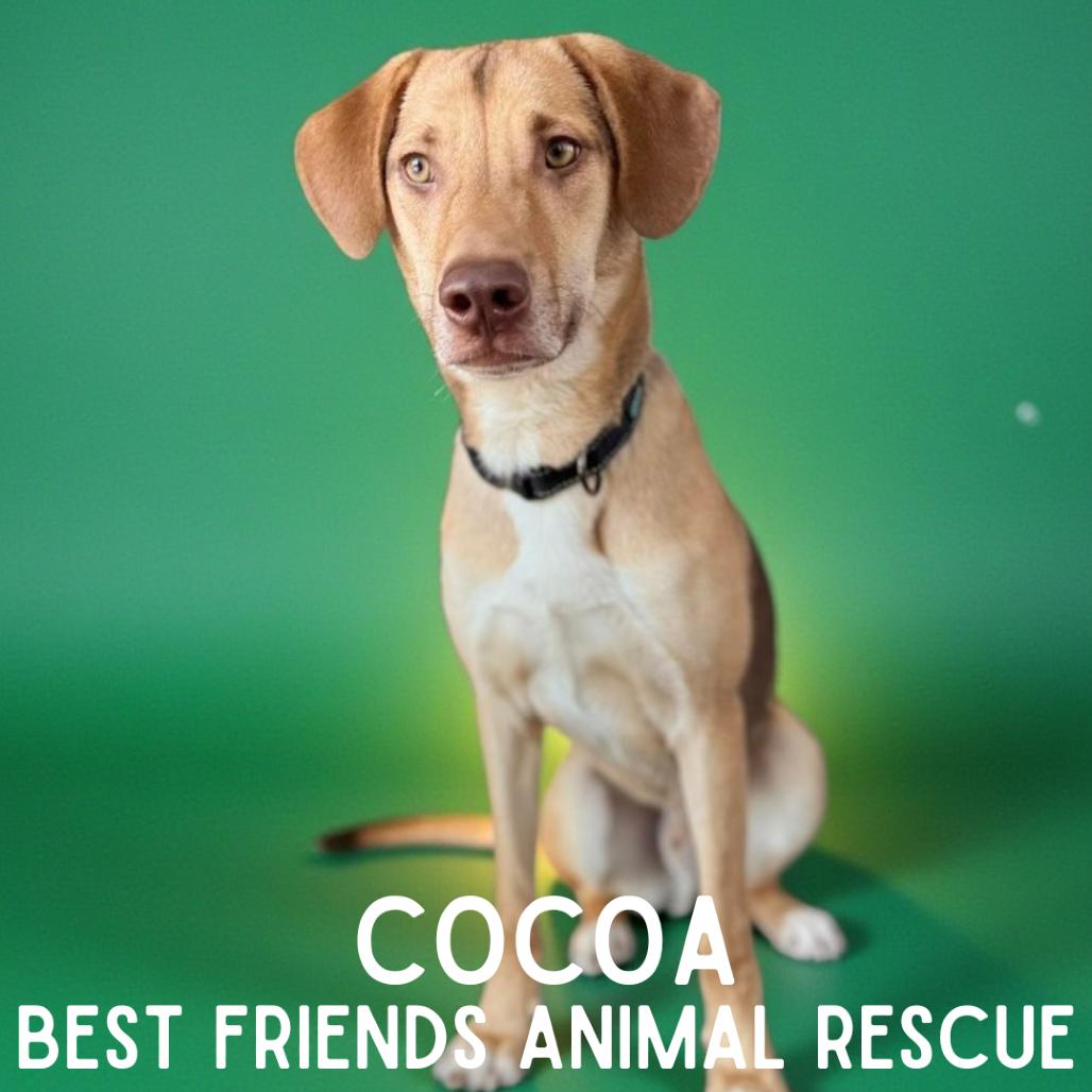 Enlarge Cocoa, a Adoptable Labrador Retriever in Wasilla, AK image 5/6