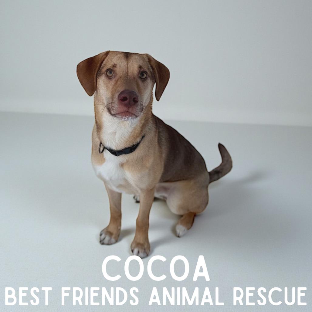 Enlarge Cocoa, a Adoptable Labrador Retriever in Wasilla, AK image 3/3