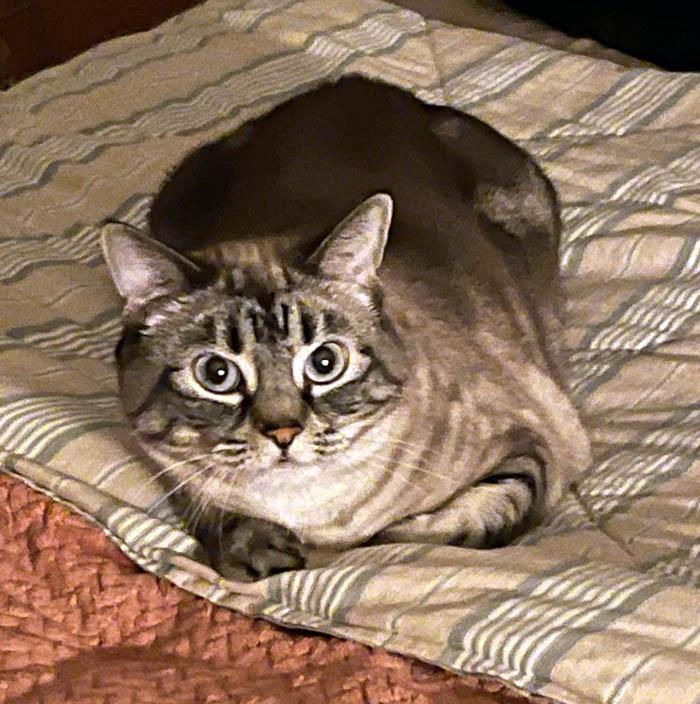 Duchess, ADOPTABLE, Adult Female Domestic Short Hair.