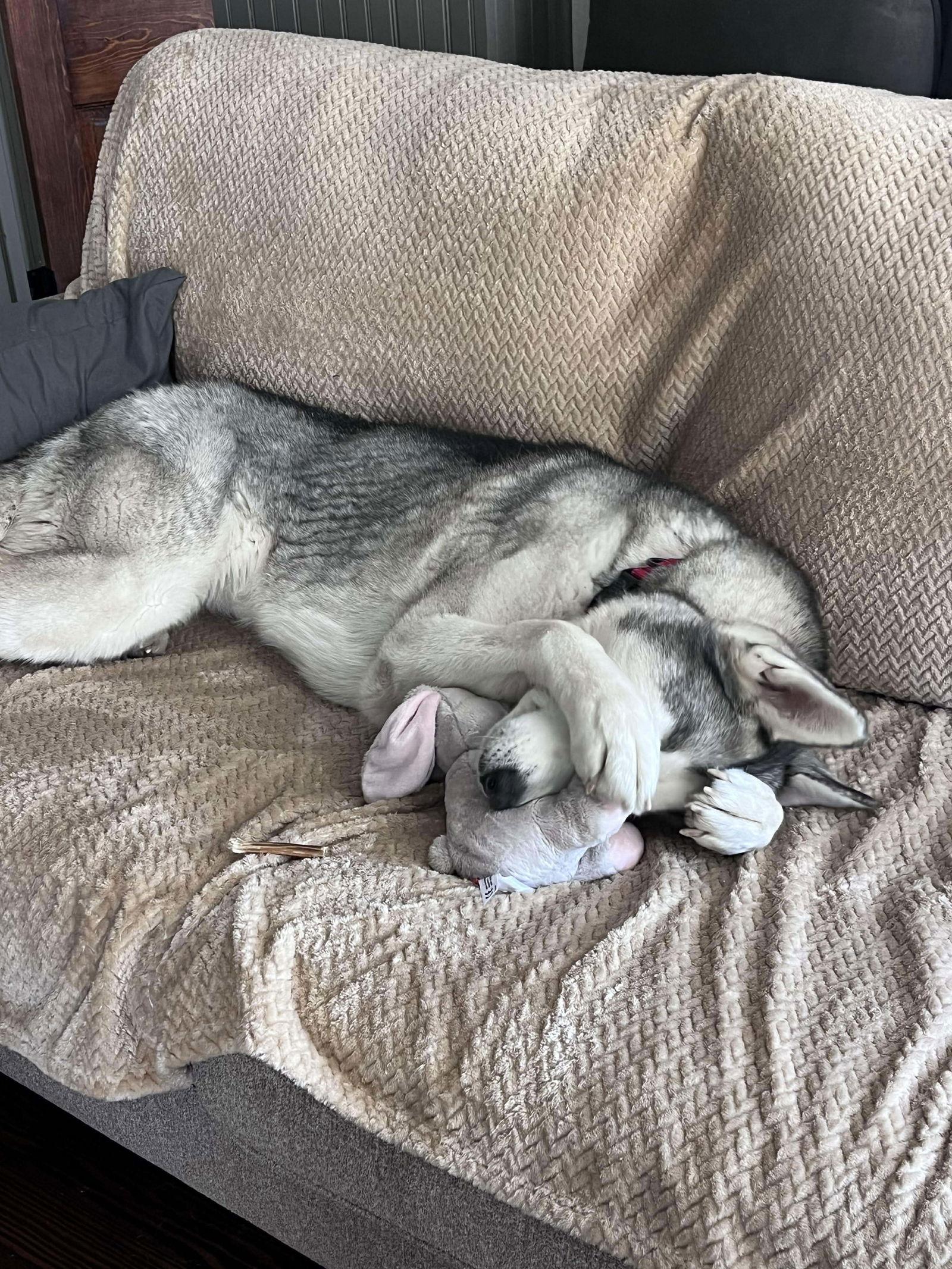 Polar Bear, Adoptable, Adult Male Siberian Husky & Labrador Retriever.