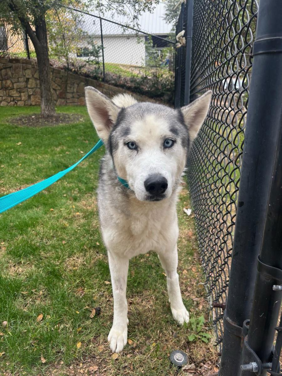 Enlarge Polar Bear, a Adoptable mixed breed in Carrollton, TX image 1/2