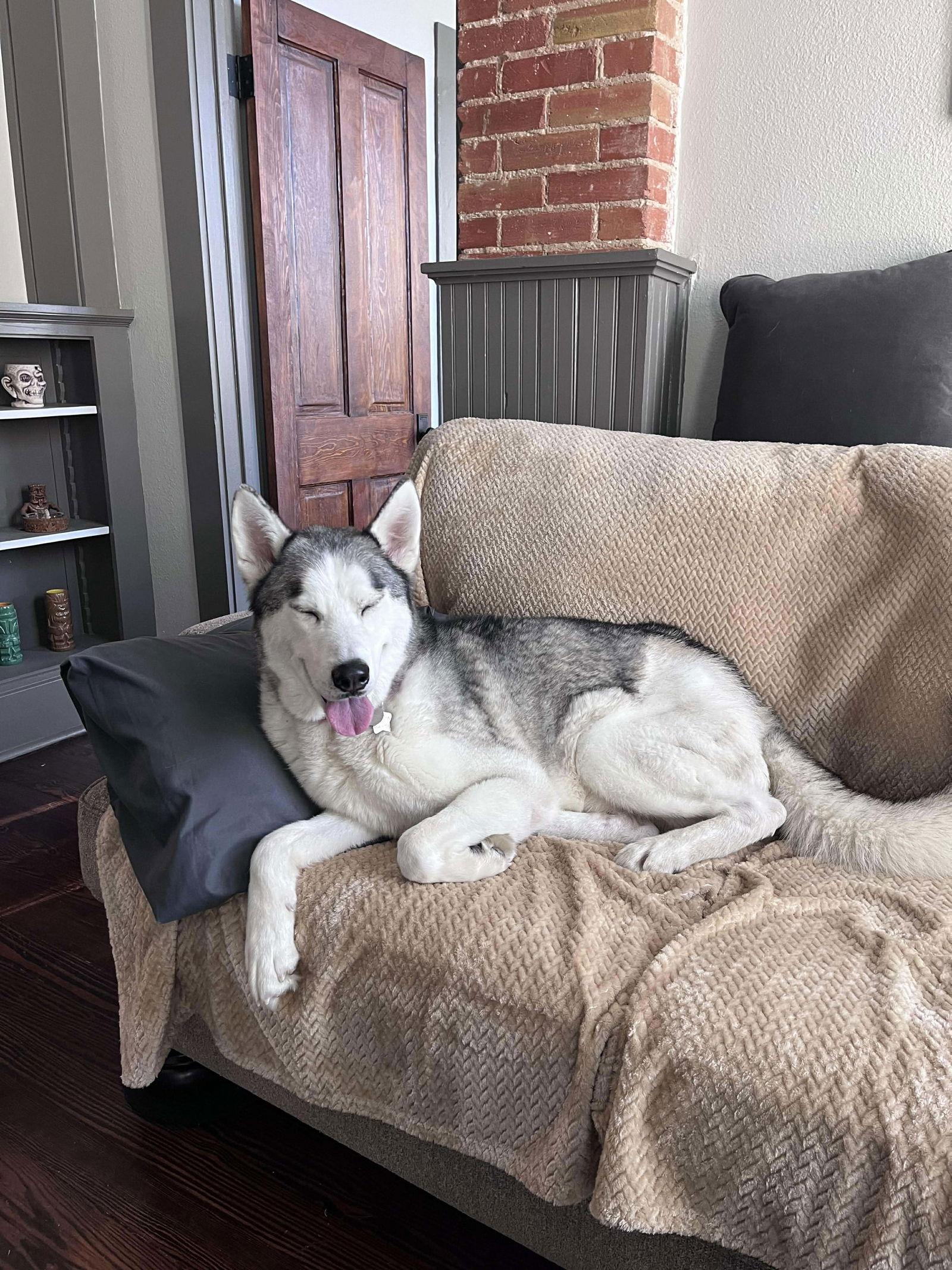 Polar Bear, a Adoptable mixed breed in Carrollton, TX image 2/3
