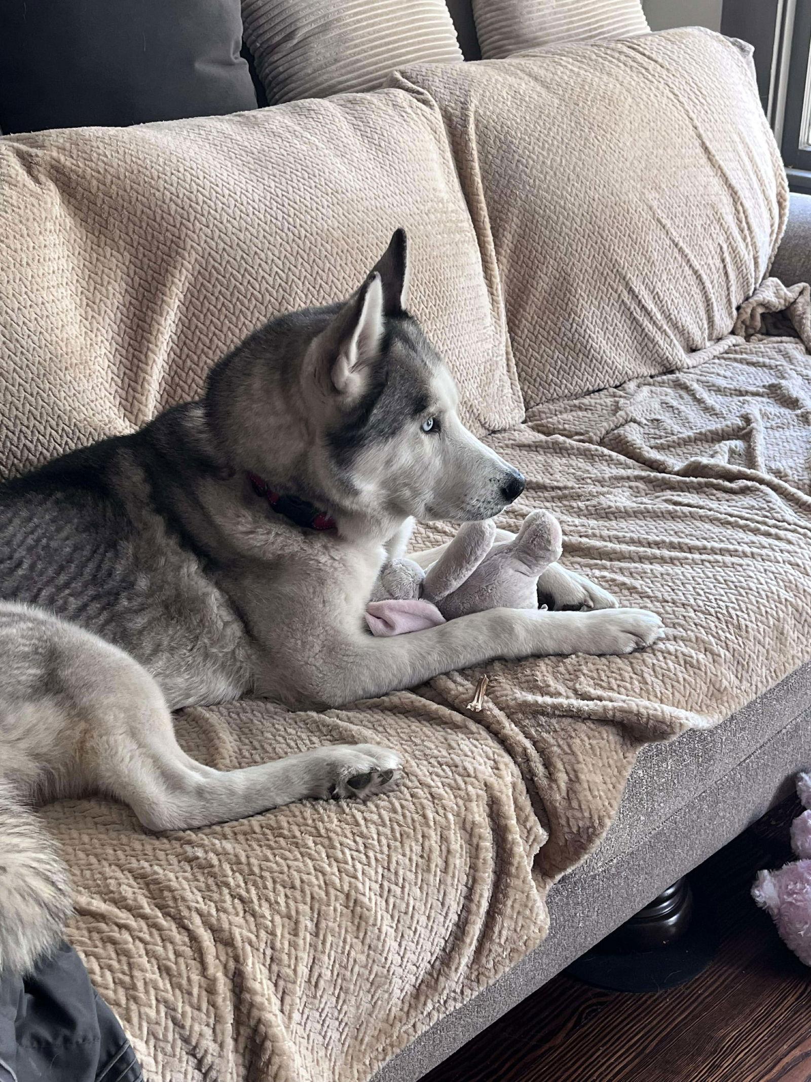 Polar Bear, a Adoptable mixed breed in Carrollton, TX image 3/3