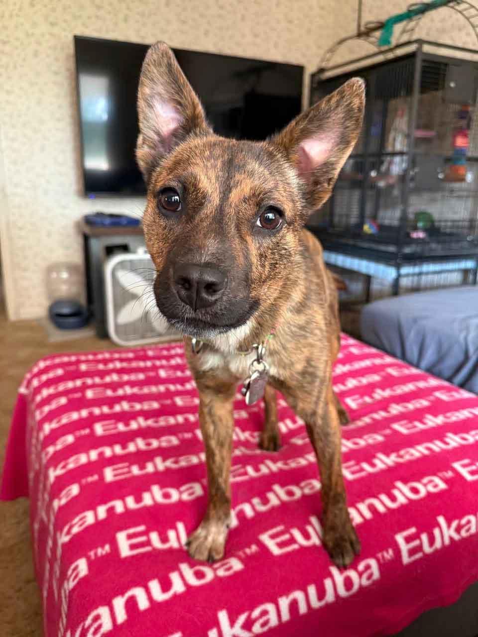 Enlarge Zinnia, a Adoptable mixed breed in Howell, NJ image 2/5