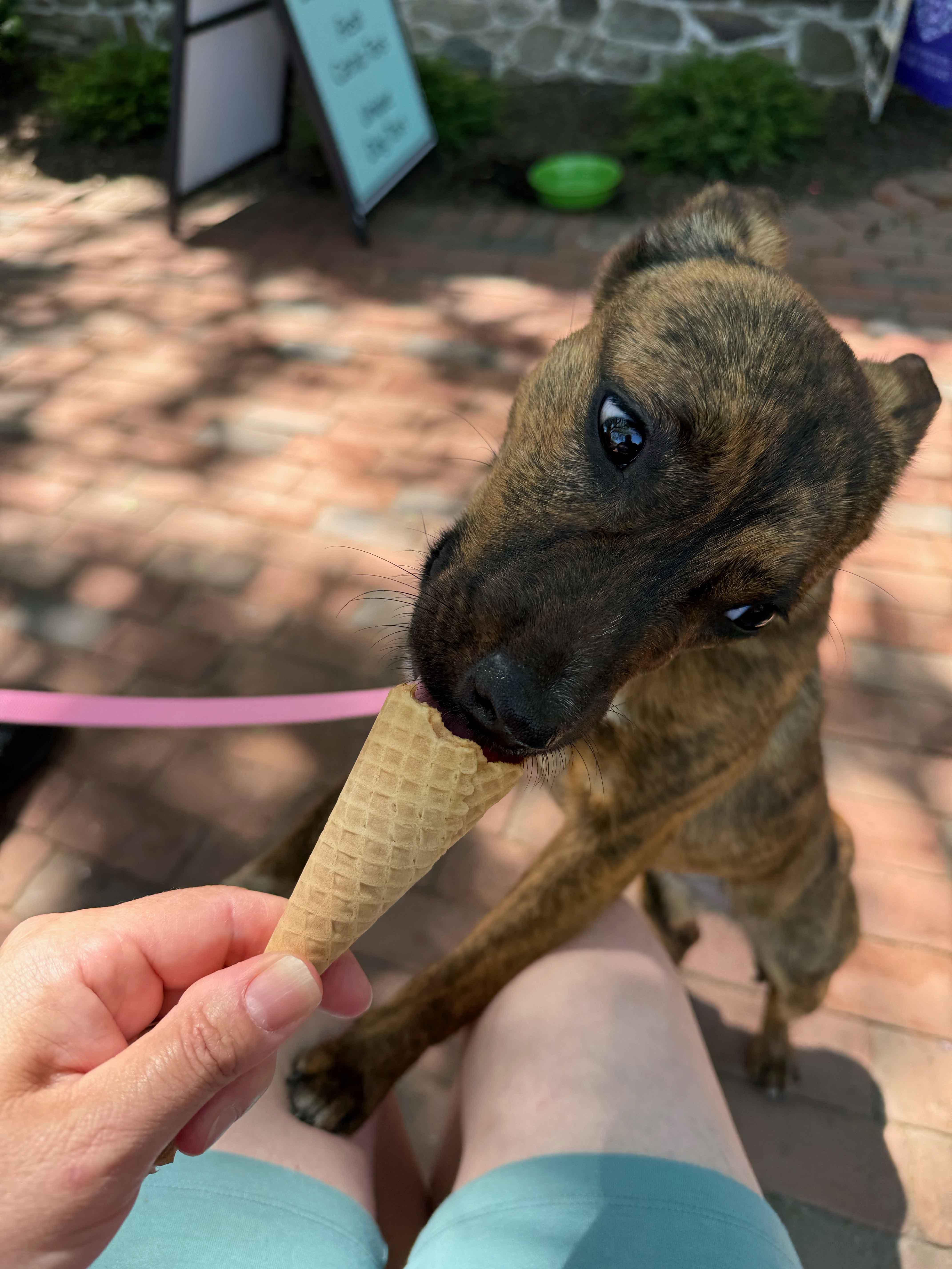 Enlarge Zinnia, a Adoptable mixed breed in Howell, NJ image 3/5