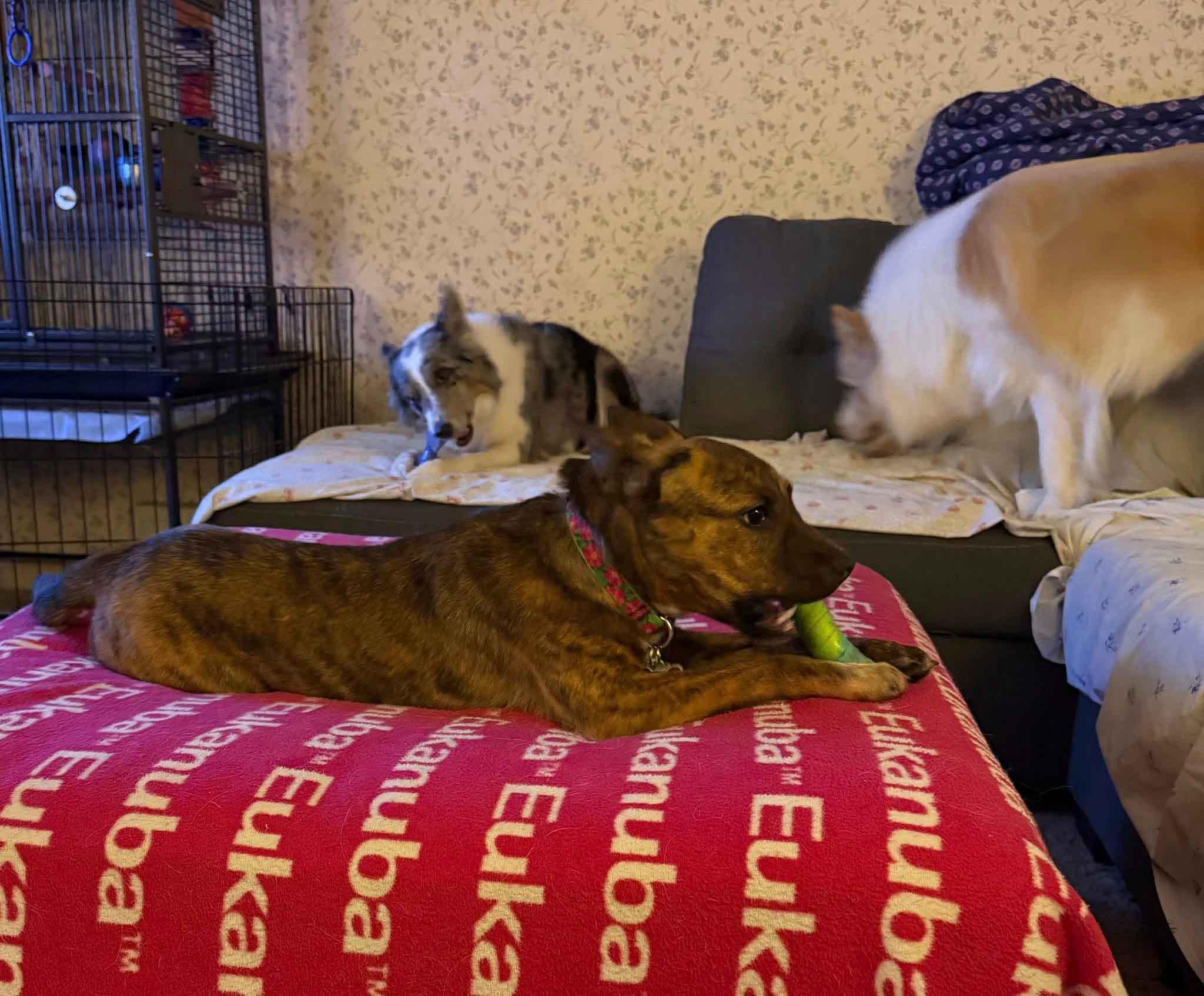 Enlarge Zinnia, a Adoptable mixed breed in Howell, NJ image 4/5