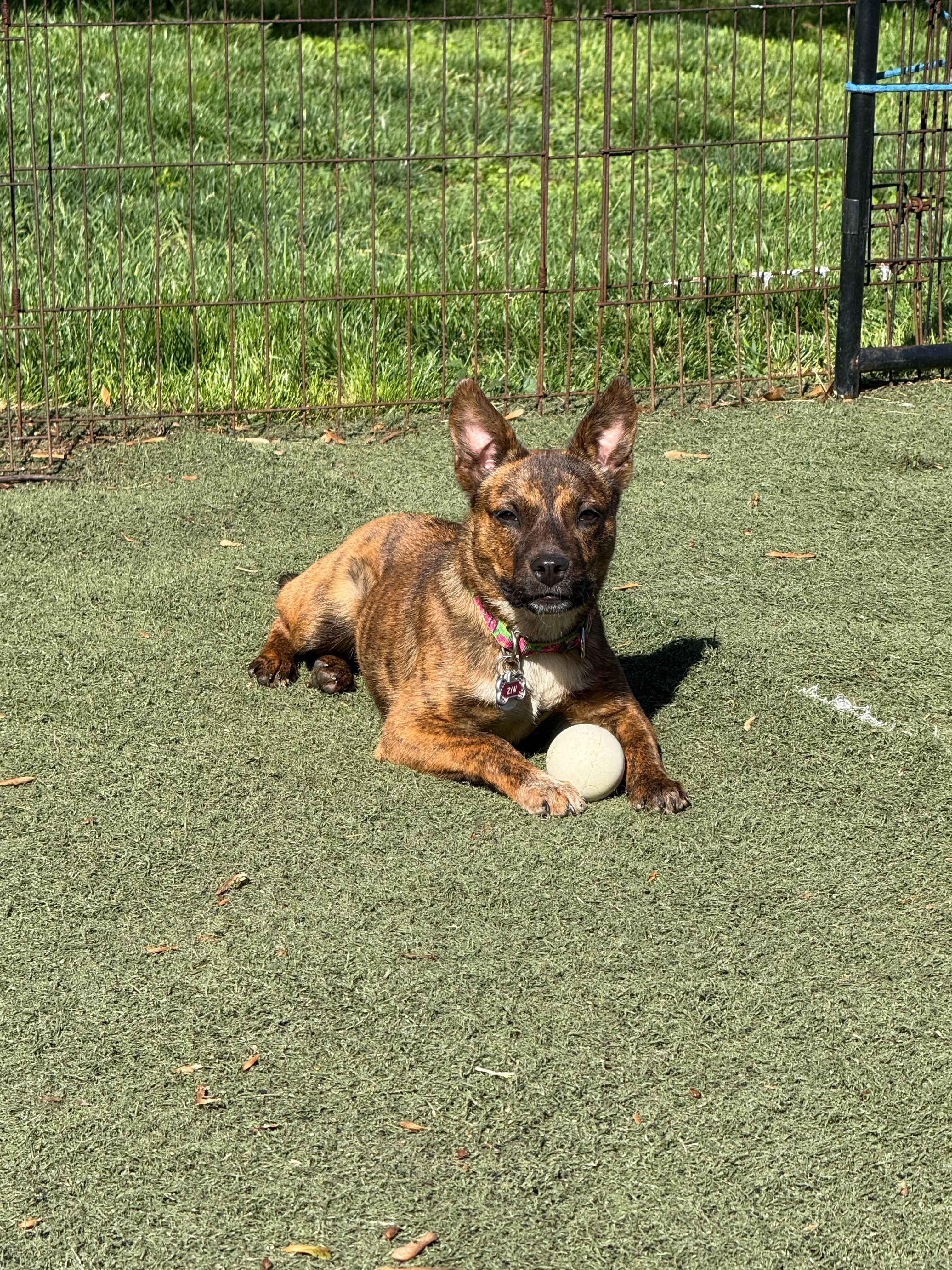 Enlarge Zinnia, a Adoptable mixed breed in Howell, NJ image 5/5