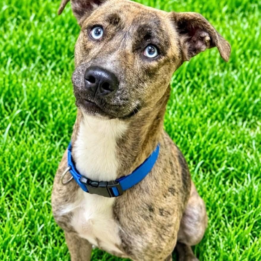 Enlarge Angel, a Adoptable mixed breed in Battle Creek, MI image 1/1