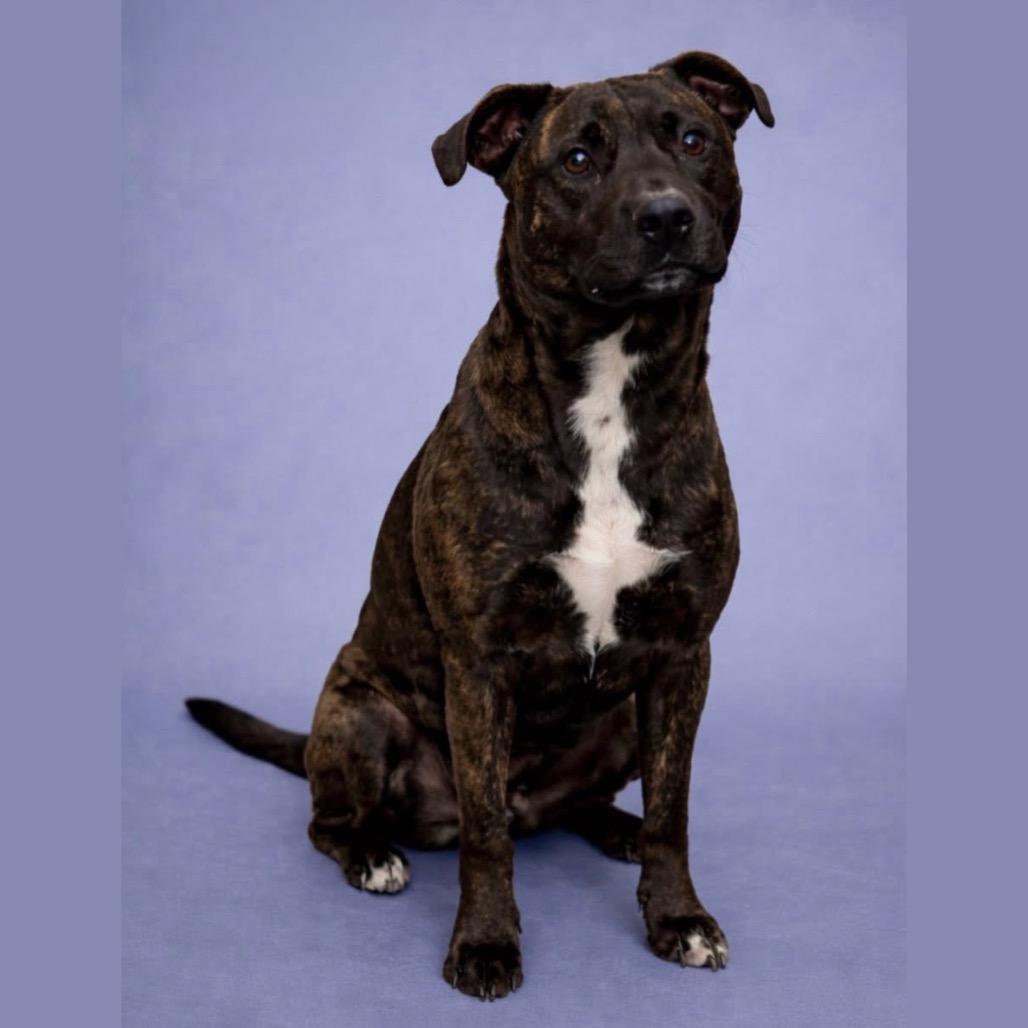 Billy, Adoptable, Adult Male Pit Bull Terrier & Mixed Breed.