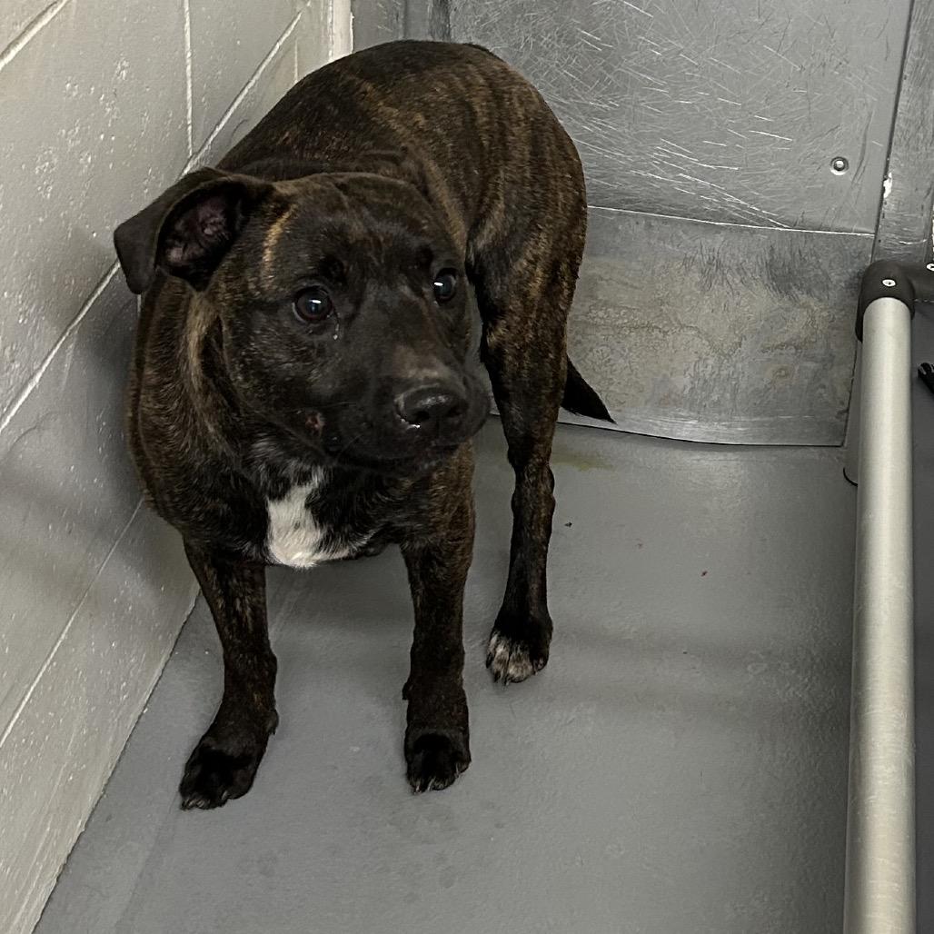 Enlarge Billy, a Adoptable mixed breed in Morganton, NC image 1/1