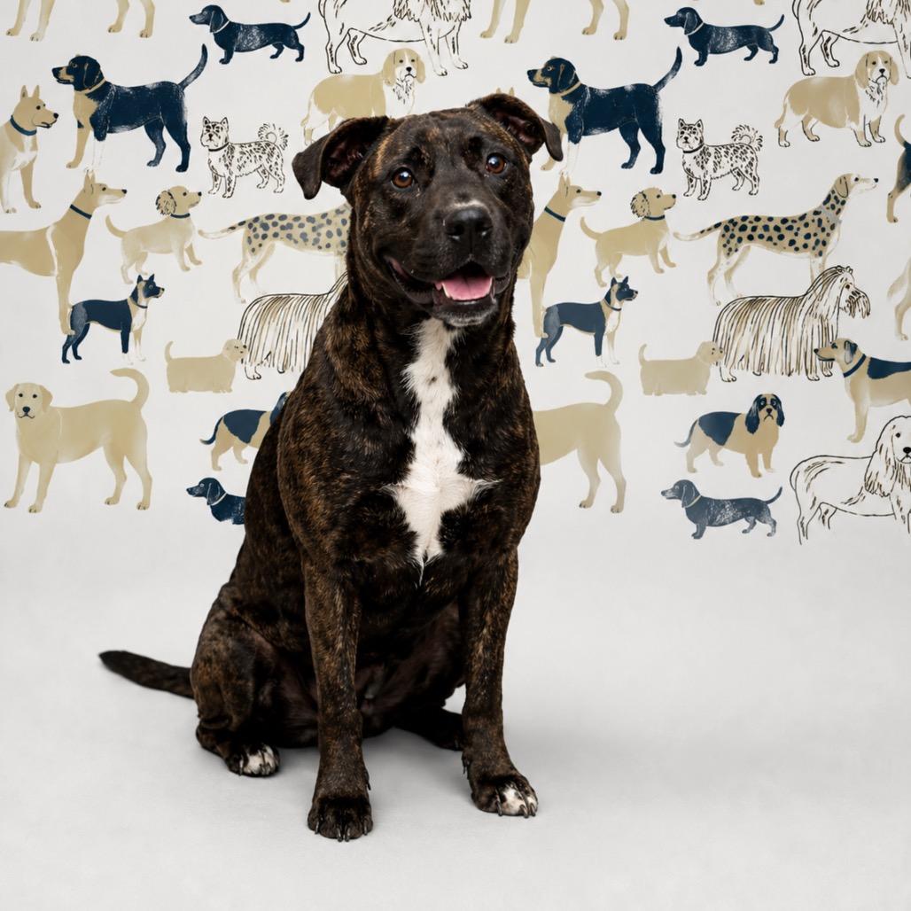 Enlarge Billy, a Adoptable mixed breed in Morganton, NC image 4/5