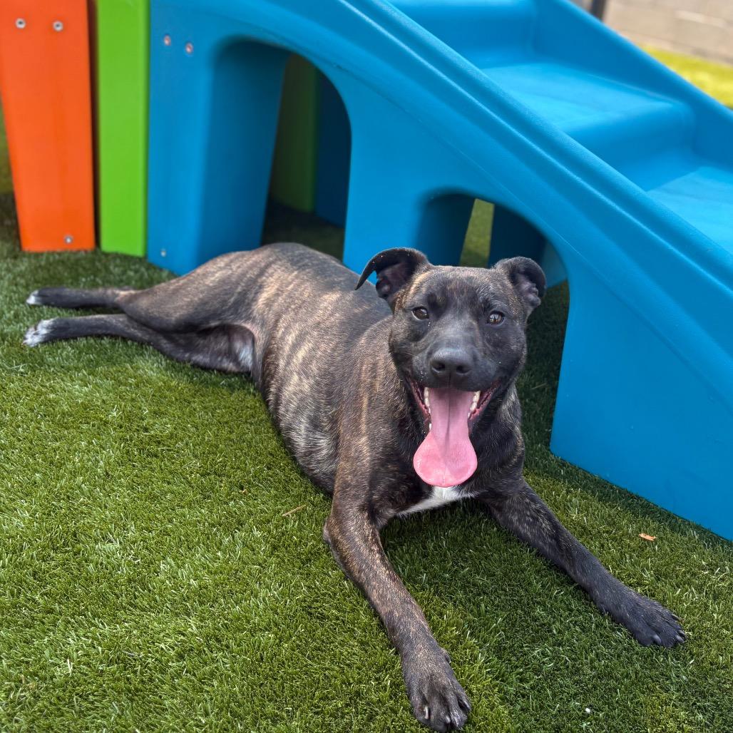 Enlarge Billy, a Adoptable mixed breed in Morganton, NC image 3/3