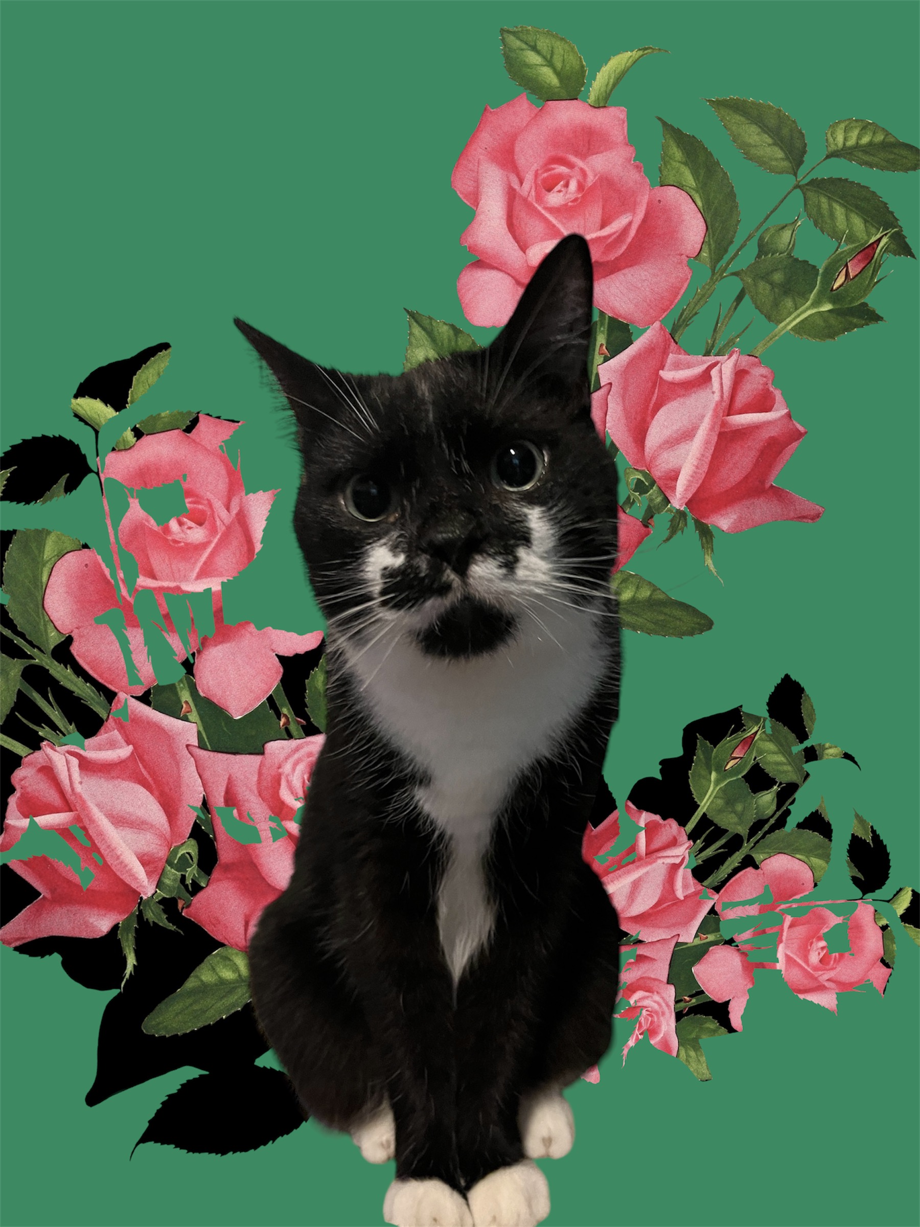 FERGUS, a Adoptable Domestic Short Hair in Spotsylvania, VA image 1/3