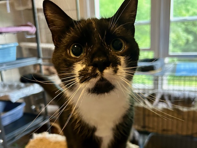 FERGUS, a Adoptable Domestic Short Hair in Spotsylvania, VA image 2/3