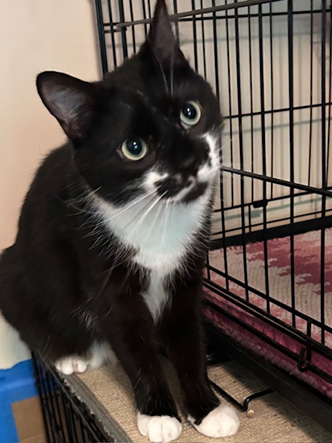 FERGUS, Young Male unknown