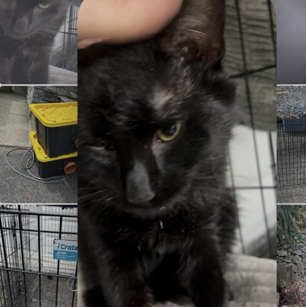 Gene, a ADOPTABLE Domestic Short Hair in West Nyack, NY image 3/3