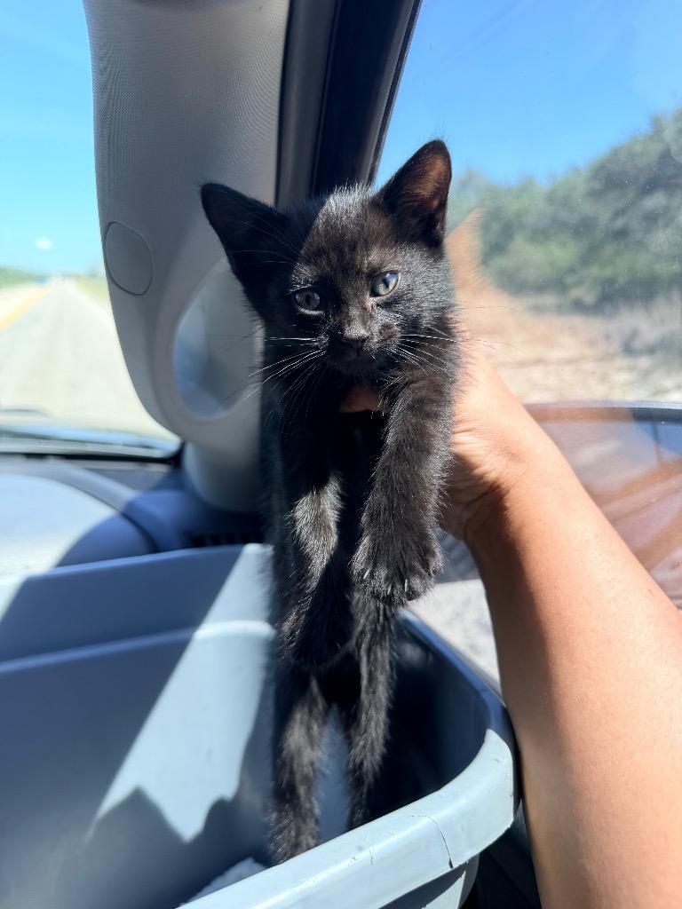 Tolman, Adoptable, Kitten Male Domestic Medium Hair.