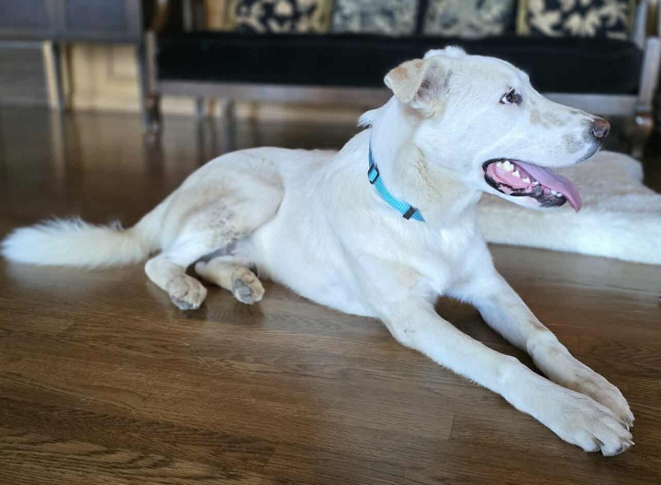 Finch, an adoptable Canaan Dog, Akbash in Boerne, TX, 78006 | Photo Image 5