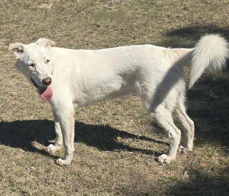 Finch, an adoptable Canaan Dog, Akbash in Boerne, TX, 78006 | Photo Image 6
