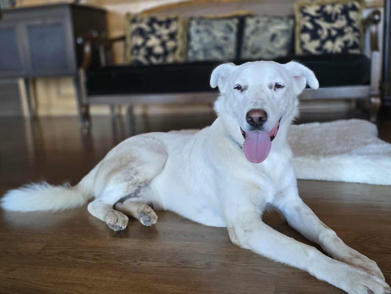 Finch, an adoptable Canaan Dog, Akbash in Boerne, TX, 78006 | Photo Image 2