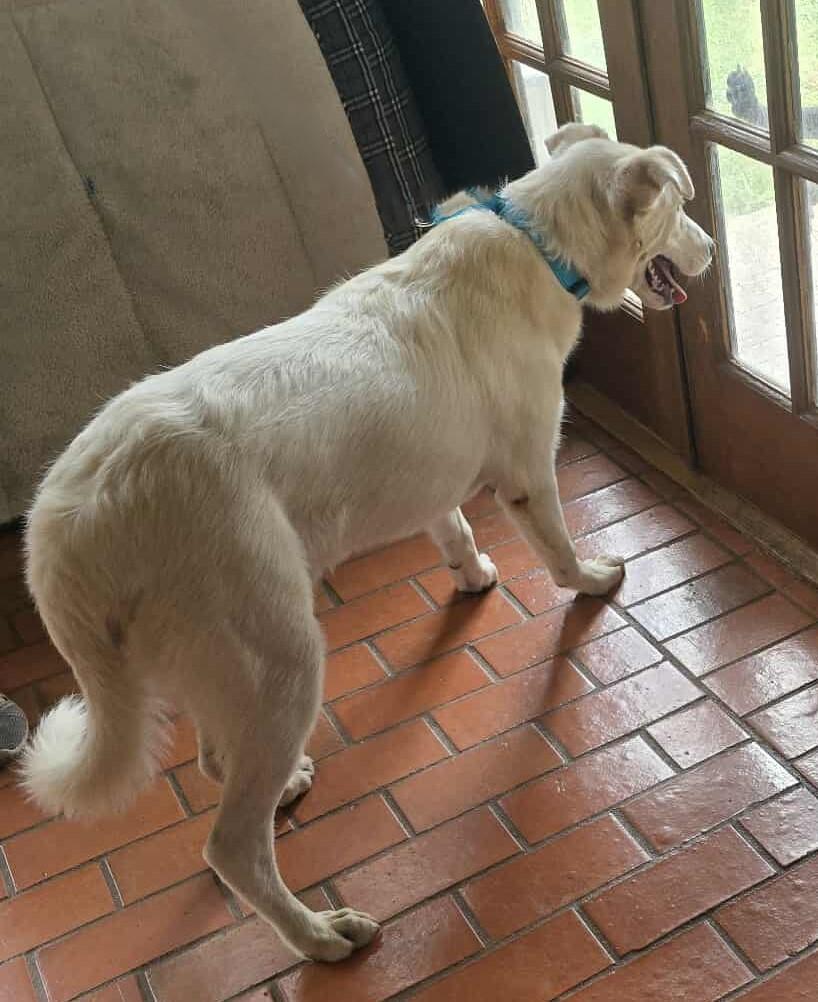 Finch, an adoptable Canaan Dog, Akbash in Boerne, TX, 78006 | Photo Image 4