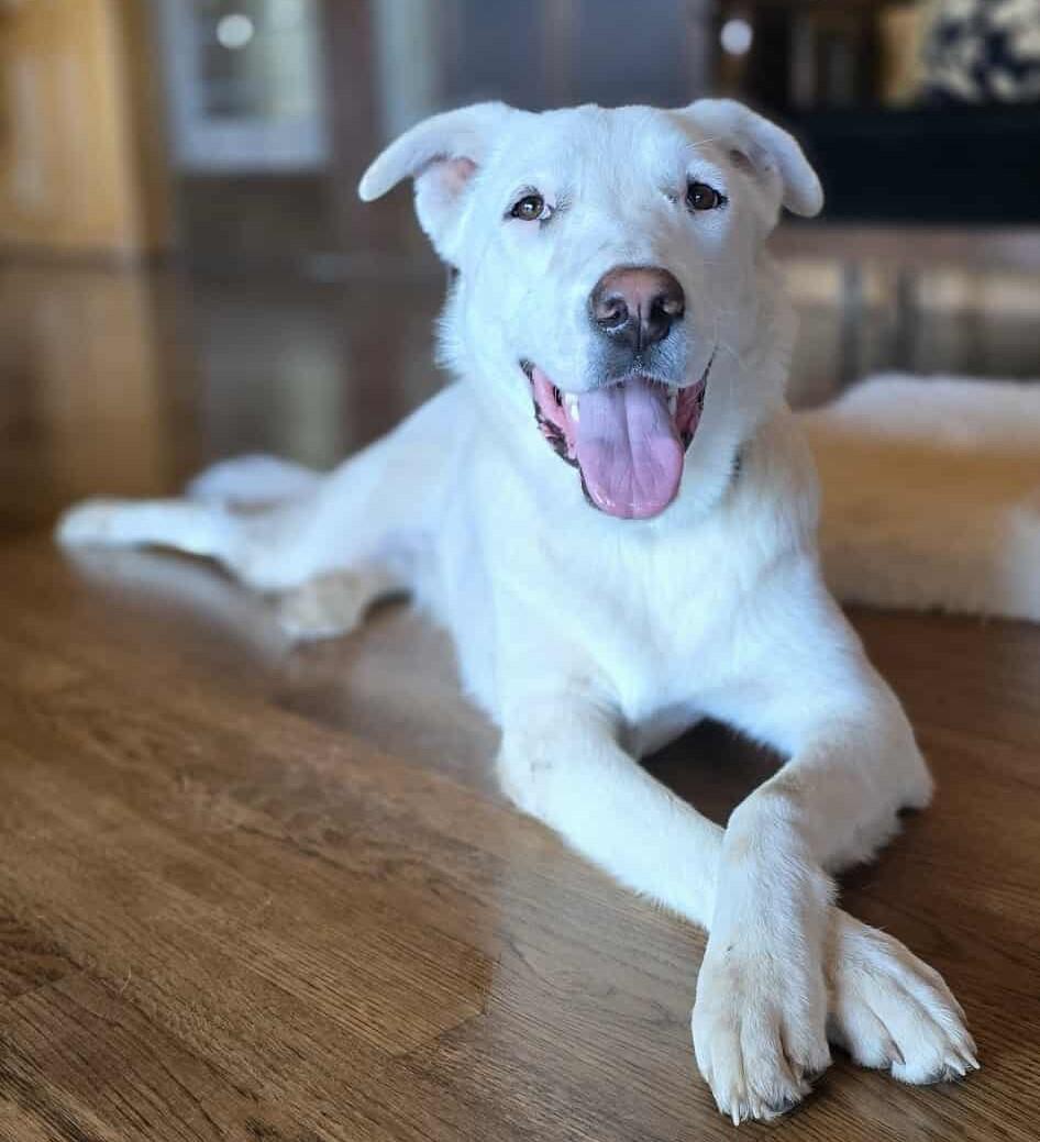 Finch, an adoptable Canaan Dog, Akbash in Boerne, TX, 78006 | Photo Image 3