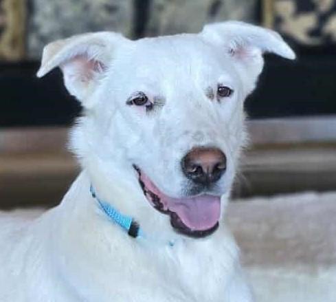 Finch, an adoptable Canaan Dog, Akbash in Boerne, TX, 78006 | Photo Image 1