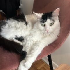 Rosie, a Adoptable Domestic Medium Hair in Montreal, QC image 4/6