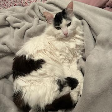 Rosie, a Adoptable Domestic Medium Hair in Montreal, QC image 5/6