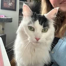 Rosie, a Adoptable Domestic Medium Hair in Montreal, QC image 1/6