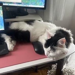 Rosie, a Adoptable Domestic Medium Hair in Montreal, QC image 5/6