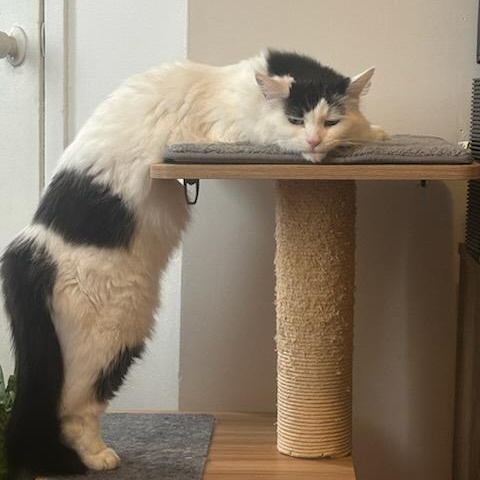 Rosie, a Adoptable Domestic Medium Hair in Montreal, QC image 6/6