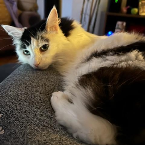 Rosie, a Adoptable Domestic Medium Hair in Montreal, QC image 6/6