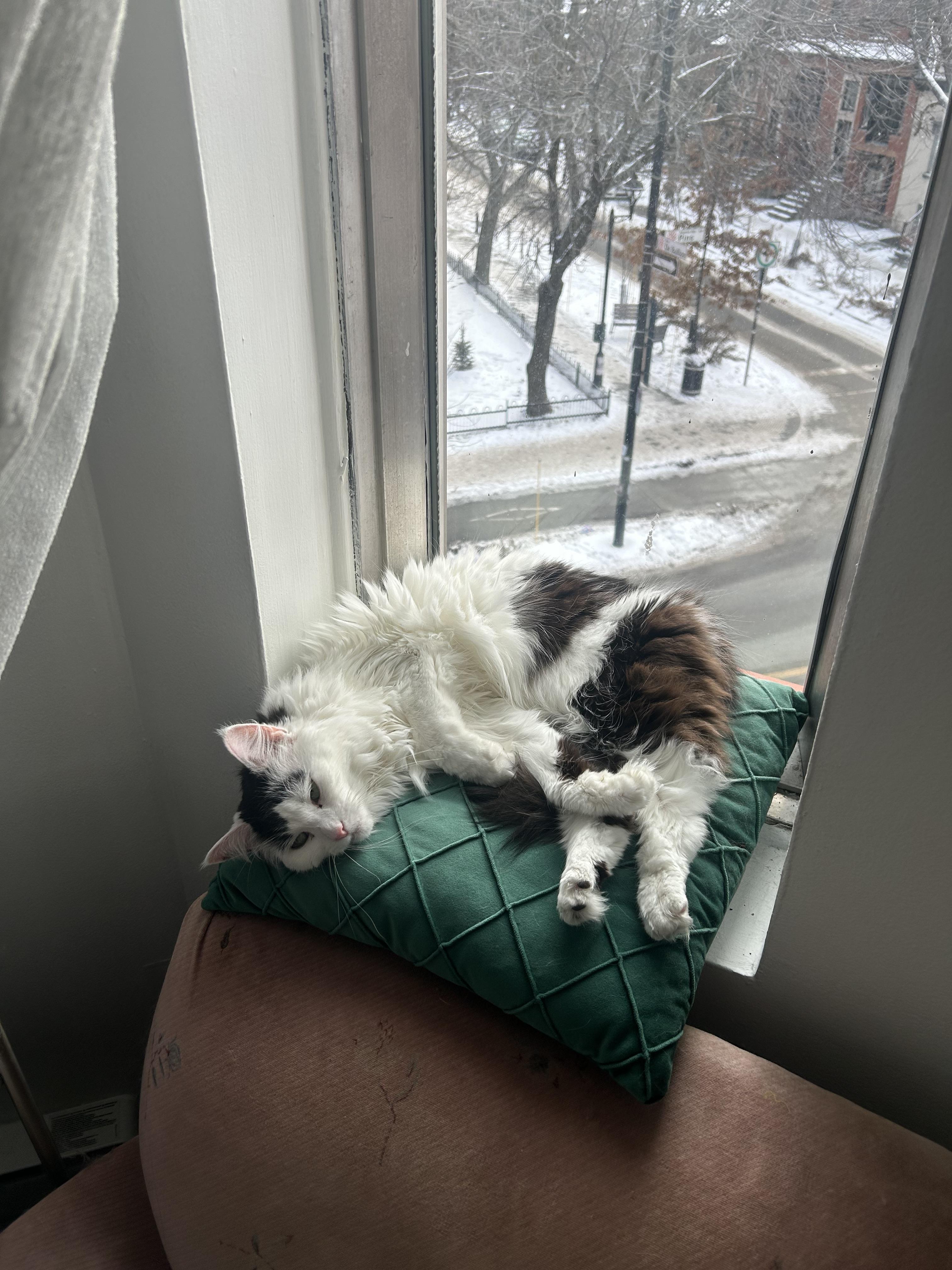 Enlarge Rosie, a Adoptable Domestic Medium Hair in Montreal, QC image 6/6