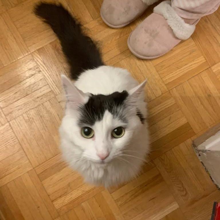 Rosie, a Adoptable Domestic Medium Hair in Montreal, QC image 2/6