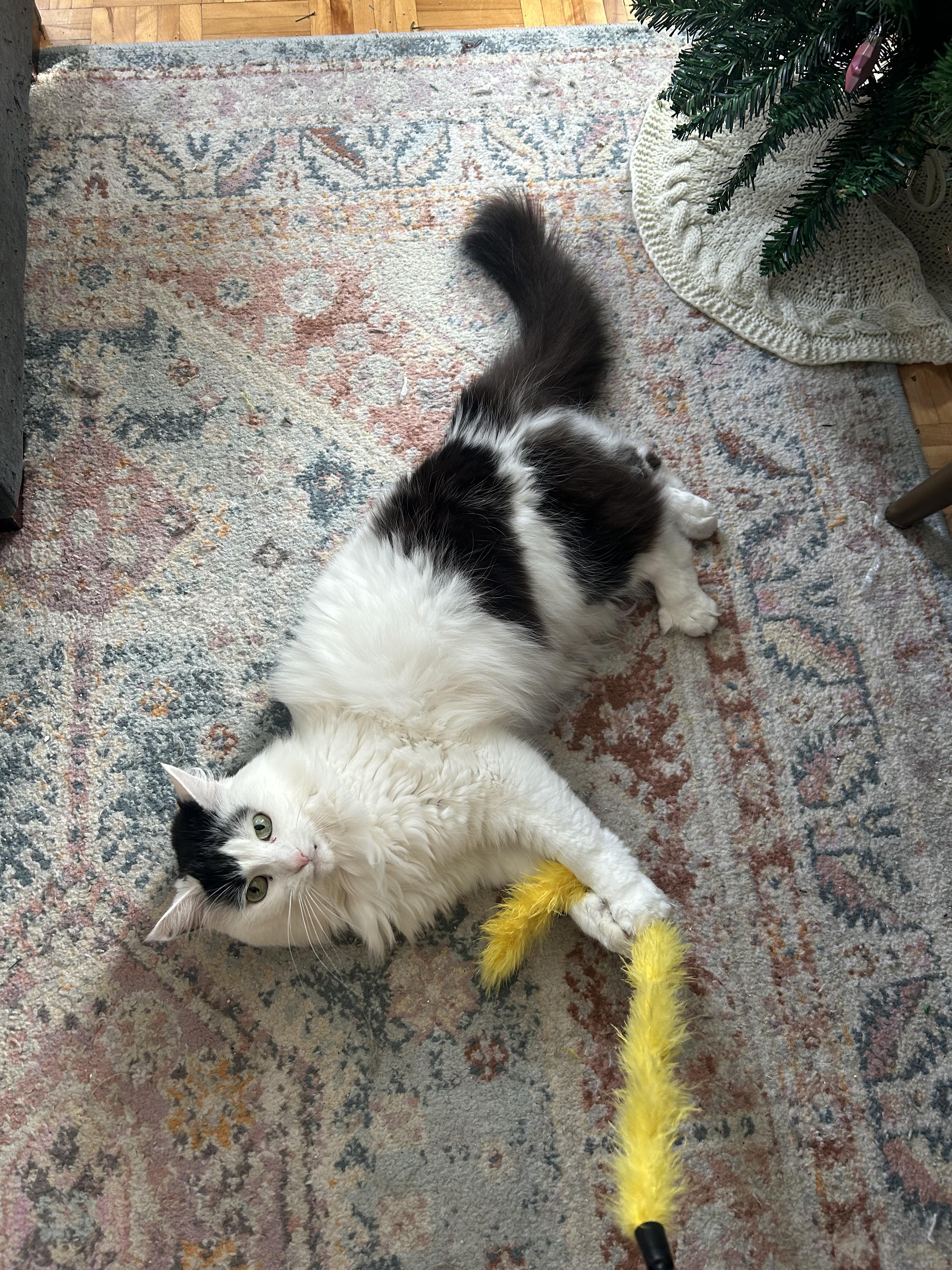 Enlarge Rosie, a Adoptable Domestic Medium Hair in Montreal, QC image 5/6