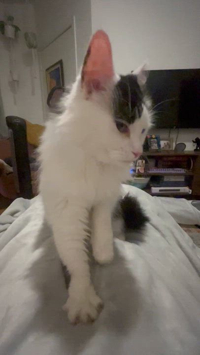 Enlarge Rosie, a Adoptable Domestic Medium Hair in Montreal, QC video 3/6