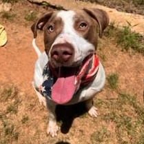 Bird, a Adoptable Pointer in Dawsonville, GA image 2/6