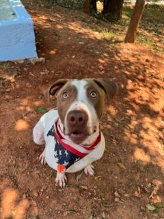Bird, a Adoptable Pointer in Dawsonville, GA image 3/6
