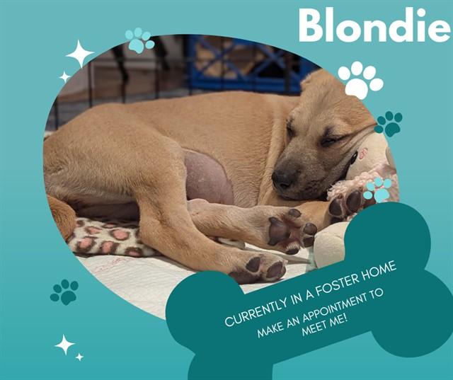 BLONDIE, Adoptable, Puppy Female Pit Bull Terrier & Mixed Breed.