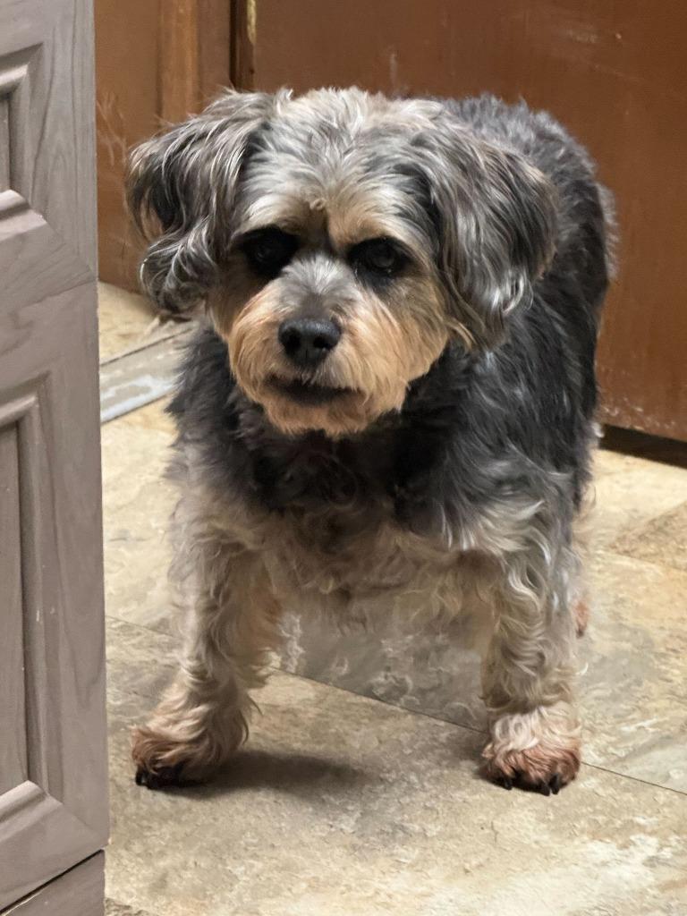 Izzy, Adopted, Senior Female Mixed Breed.