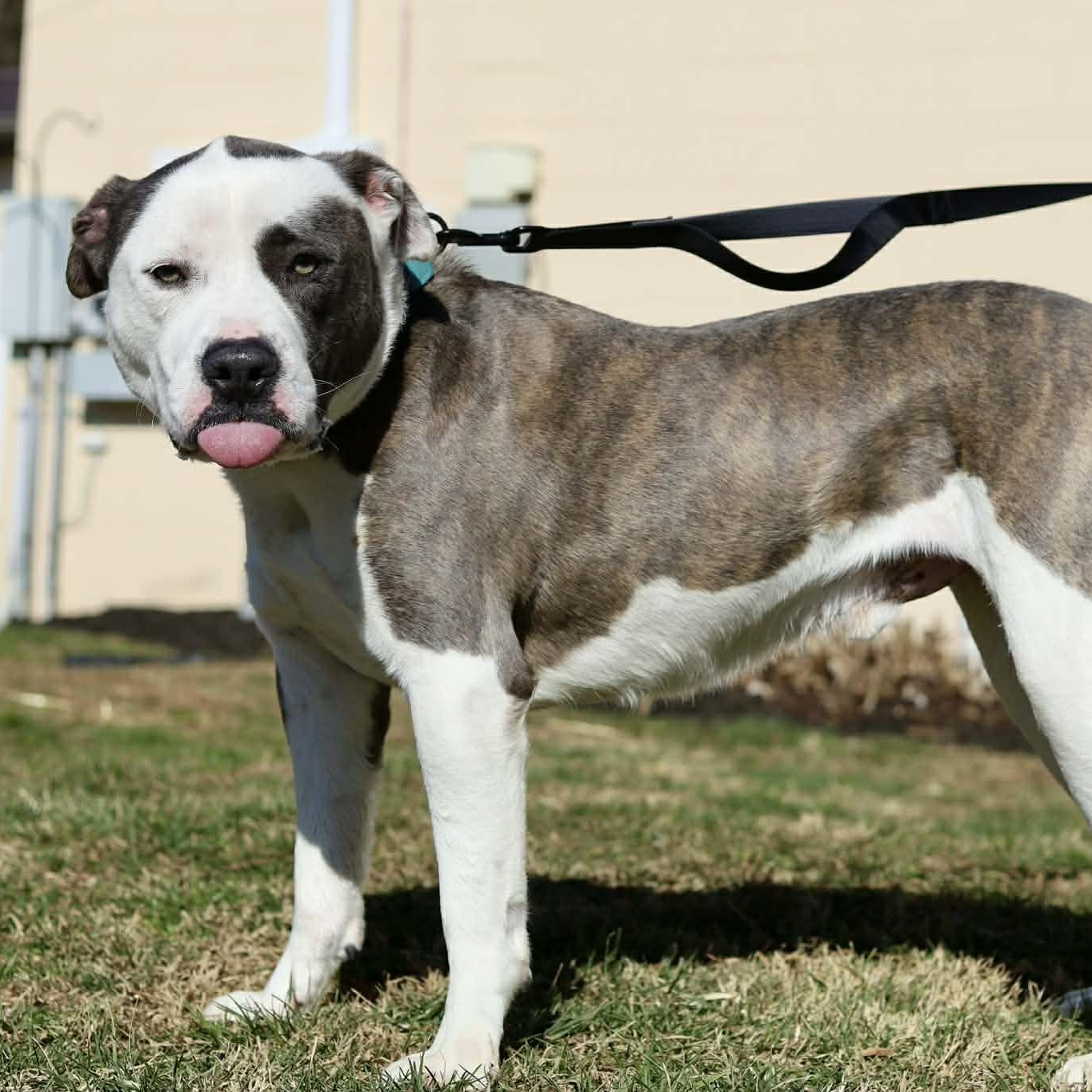 Enlarge Max, a ADOPTABLE mixed breed in East Granby, CT image 2/6